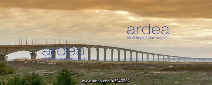 : A view of the bridge between La Rochelle and Ile : A view of the bridge between La Rochelle and Ile