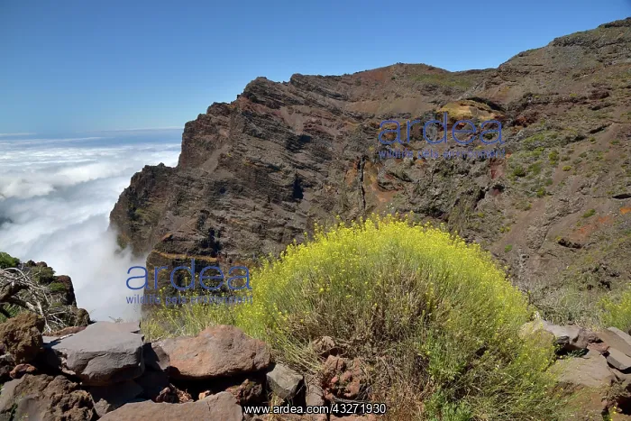 : View into the Caldera de Taburiente, Roque de los : View into the Caldera de Taburiente, Roque de los