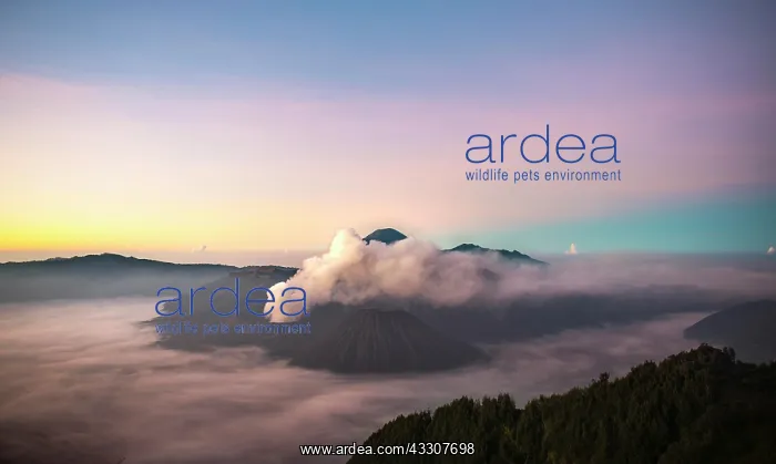 : View of Caldera Tengger with volcanoes at sunrise : View of Caldera Tengger with volcanoes at sunrise