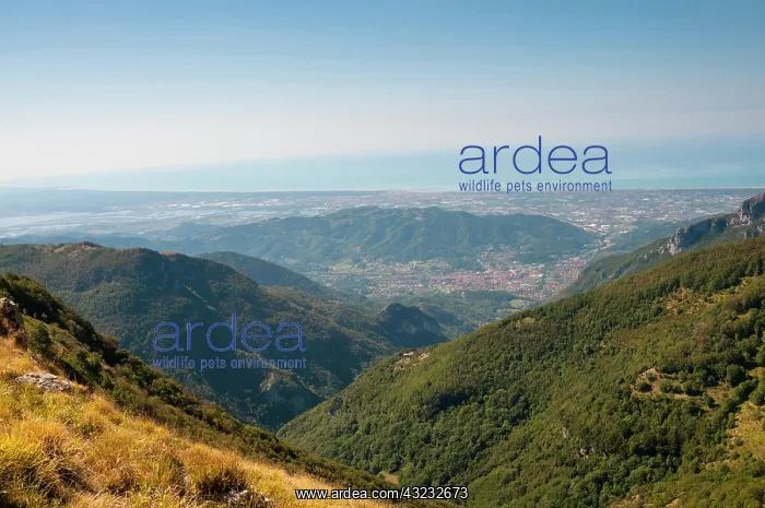 : View of Camaiore city and Tyrrhenian sea : View of Camaiore city and Tyrrhenian sea