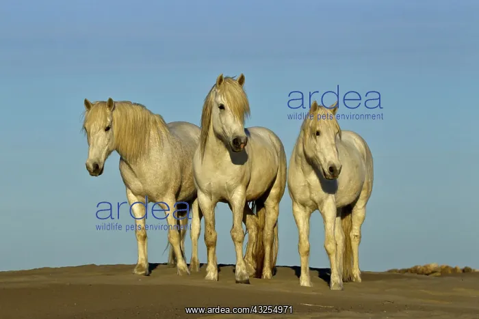 : Front view of Camargue horses, southern : Front view of Camargue horses, southern