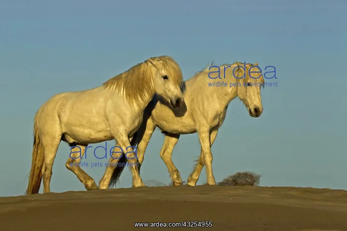 : Side view of Camargue horses, southern France : Side view of Camargue horses, southern France