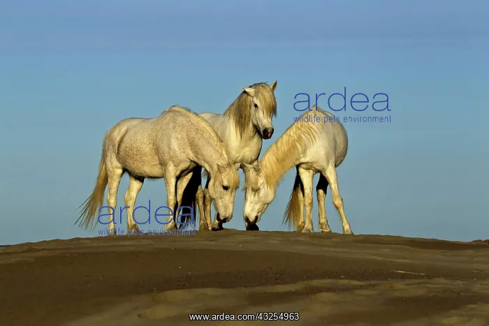 : Side view of Camargue horses, southern France : Side view of Camargue horses, southern France