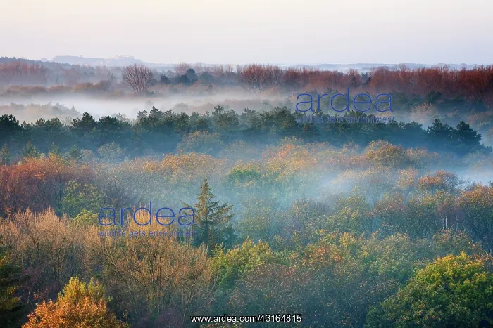 : Top view on canopy of autumn forest on misty morning : Top view on canopy of autumn forest on misty morning