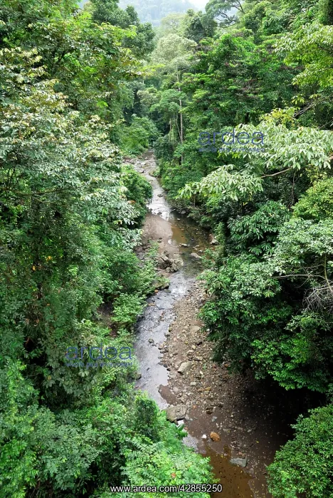 : View on canopy and creek of rainforest from suspension : View on canopy and creek of rainforest from suspension