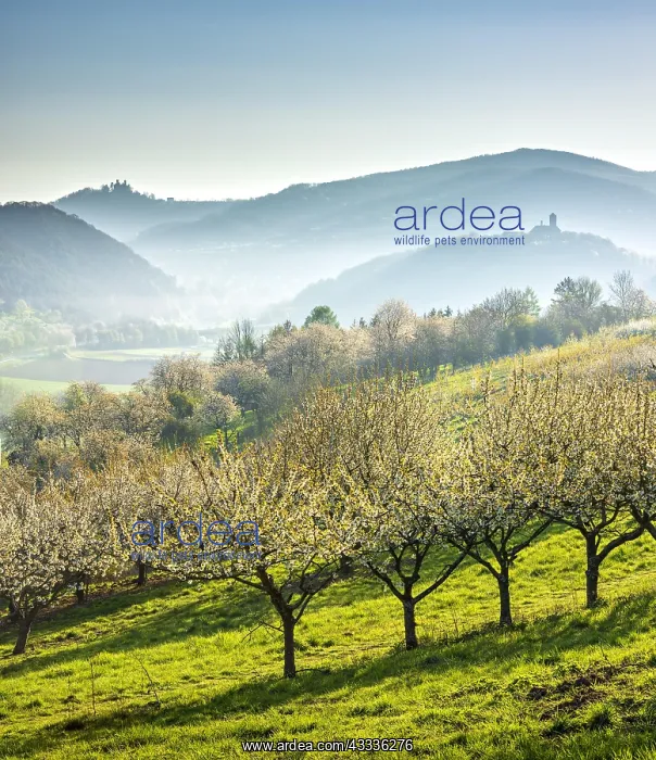 : View of two castles, view over cherry plantation : View of two castles, view over cherry plantation