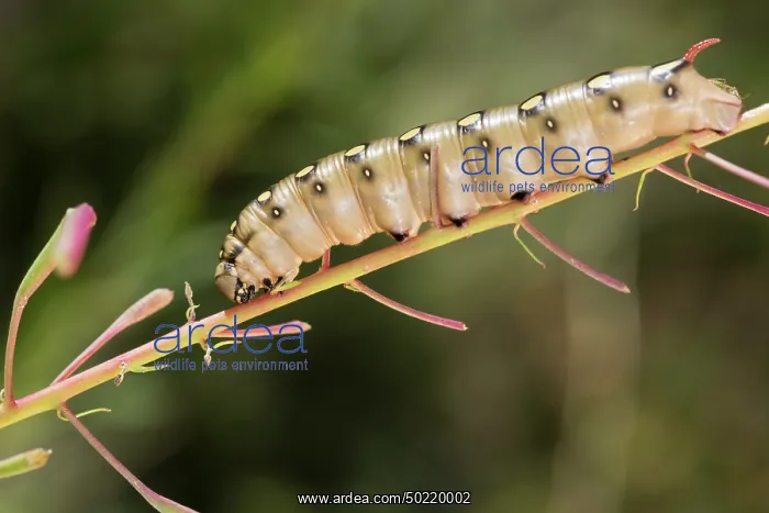 : Side view of caterpillar of bedstraw hawk-moth or galium sphinx (Hyles gallii), Valle dâAosta, Italy : Side view of caterpillar of bedstraw hawk-moth or galium sphinx (Hyles gallii), Valle dâAosta, Italy