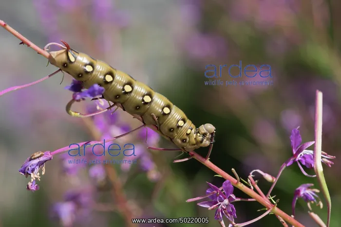 : Side view of caterpillar of bedstraw hawk-moth or galium sphinx (Hyles gallii) feeds from itâs host plant, Valle dâAosta, Italy : Side view of caterpillar of bedstraw hawk-moth or galium sphinx (Hyles gallii) feeds from itâs host plant, Valle dâAosta, Italy