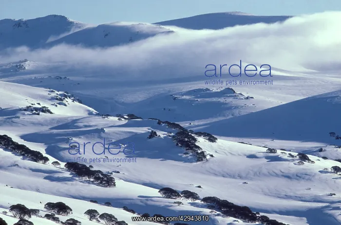 : View from CharlotteIs Pass. Kosciuszko National : View from CharlotteIs Pass. Kosciuszko National
