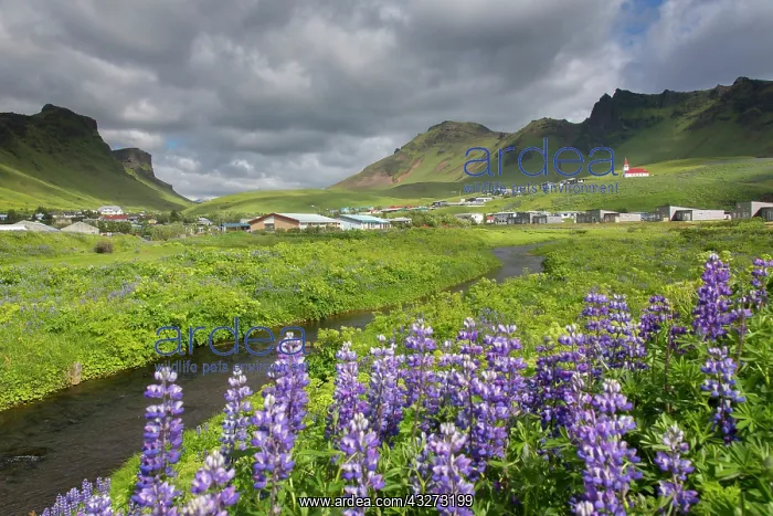 : View at the church of Vik i Myrdal - Island : View at the church of Vik i Myrdal - Island