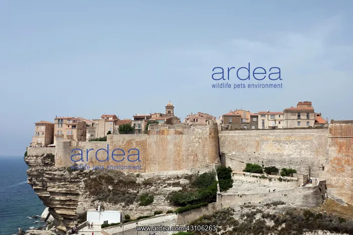: View of the city of Bonifacio on the rocky coast : View of the city of Bonifacio on the rocky coast