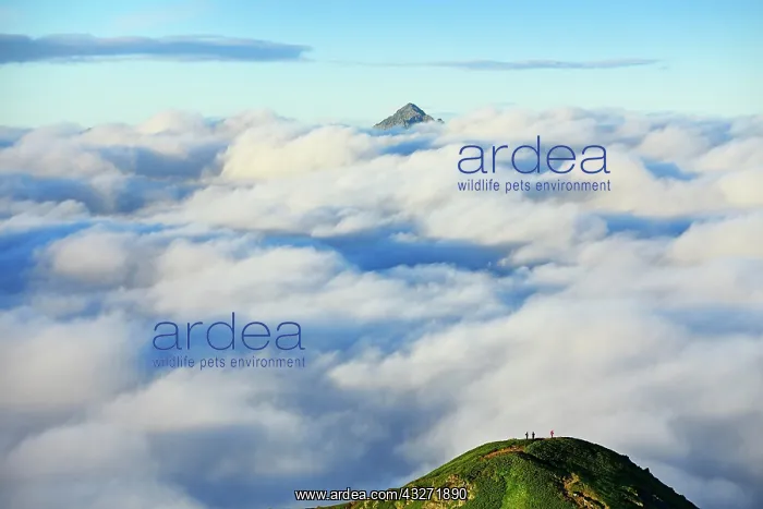 : View of cloud cover from the summit of Shiroumadake : View of cloud cover from the summit of Shiroumadake