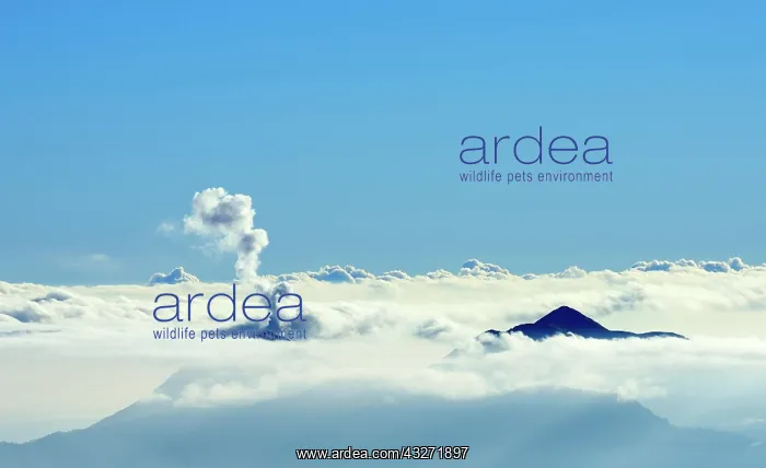 : View of cloud cover from the summit of Shiroumadake : View of cloud cover from the summit of Shiroumadake