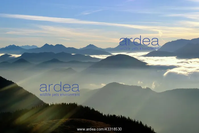 : View from above the clouds Hirschh&, x1b2bac;kopf : View from above the clouds Hirschh&, x1b2bac;kopf