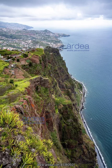 : View of coast, Cabo Giroo, Europes highest cliff, Madeira : View of coast, Cabo Giroo, Europes highest cliff, Madeira