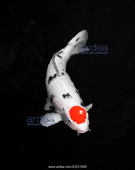 : top view colorful koi fishes. High resolution photo : top view colorful koi fishes. High resolution photo