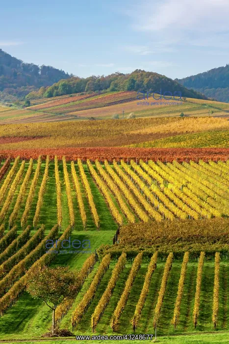 : View over colourful vineyards in autumn, Southern : View over colourful vineyards in autumn, Southern