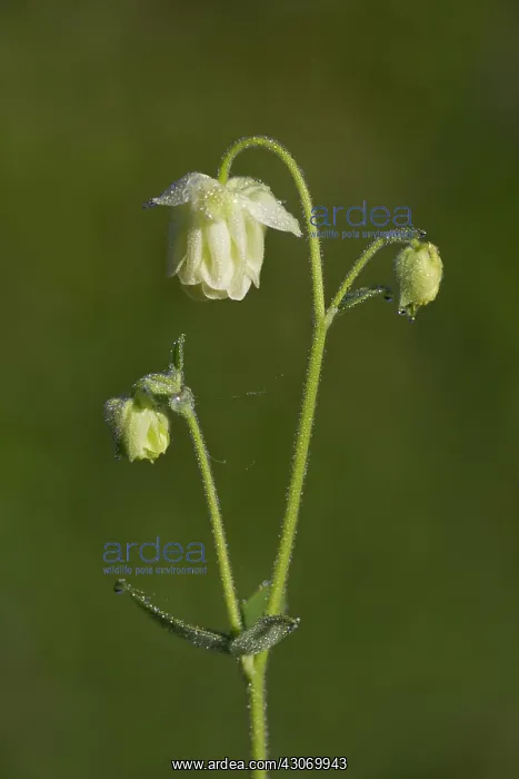 : Side view of Common Columbine : Side view of Common Columbine