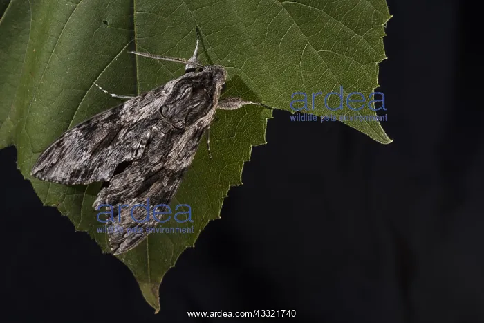 : Top view of Convolvulus hawk-moth (Agrius convolvuli) : Top view of Convolvulus hawk-moth (Agrius convolvuli)