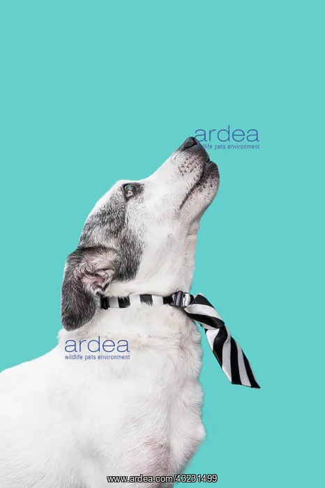 : view cute dog concept. High resolution photo : view cute dog concept. High resolution photo