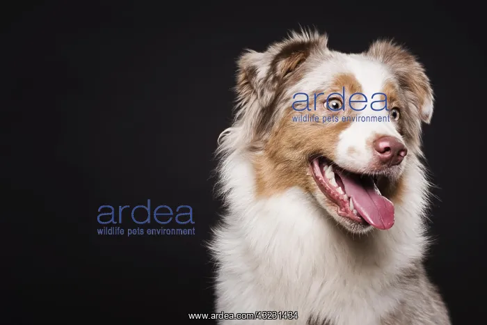 : front view cute dog. Resolution and high quality : front view cute dog. Resolution and high quality