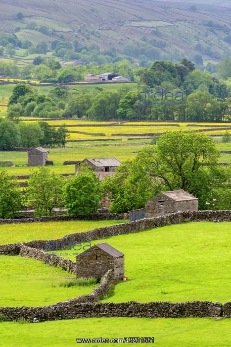 : View of dry stone walls, stone barns and traditional : View of dry stone walls, stone barns and traditional