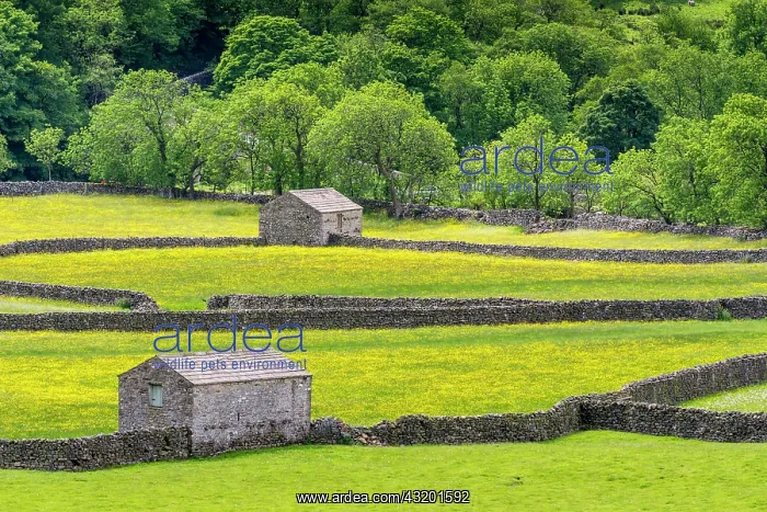  : View of dry stone walls, stone barns and traditional