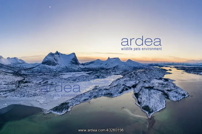 : View of Efjord and Stortinden, Tysfjord, Nordland : View of Efjord and Stortinden, Tysfjord, Nordland