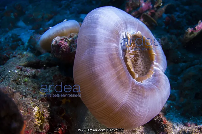 : Side view Elephant ear Anemone (Amplexidiscus fenestrafer) : Side view Elephant ear Anemone (Amplexidiscus fenestrafer)