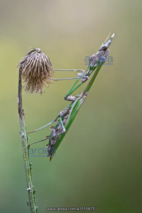 : Side view of Empusa fasciata (Empusa fasciata) resting : Side view of Empusa fasciata (Empusa fasciata) resting