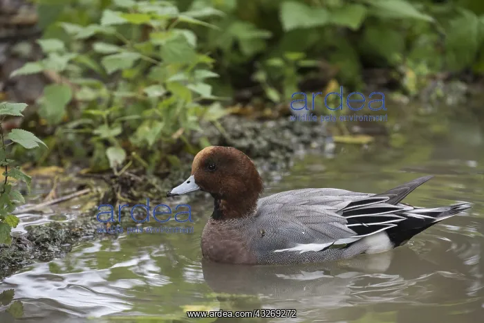 : Side view of Eurasian wigeon (Mareca penelope) swimmnig : Side view of Eurasian wigeon (Mareca penelope) swimmnig