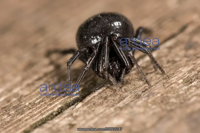 : Front view of false widow spider (Steatoda paykulliana) in defensive posture, Liguria, Italy : Front view of false widow spider (Steatoda paykulliana) in defensive posture, Liguria, Italy