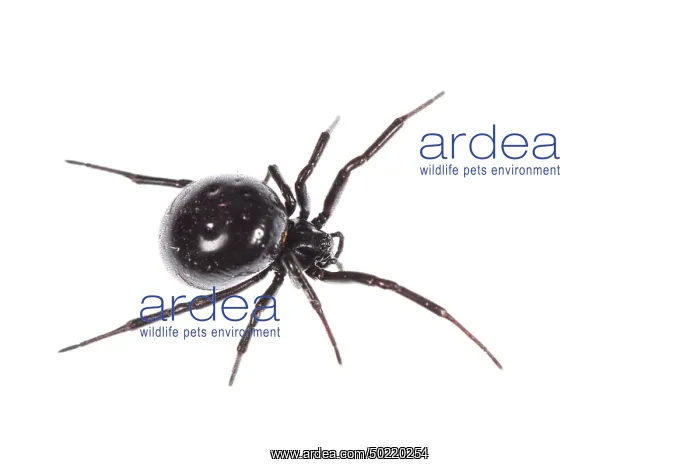 : Top view of false widow spider (Steatoda paykulliana) Liguria, Italy : Top view of false widow spider (Steatoda paykulliana) Liguria, Italy