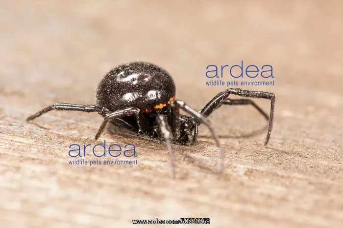 : Side view of false widow spider (Steatoda paykulliana) Liguria, Italy : Side view of false widow spider (Steatoda paykulliana) Liguria, Italy