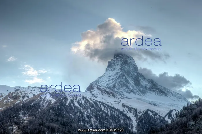 : View of the famous mountain Matterhorn close to Z : View of the famous mountain Matterhorn close to Z