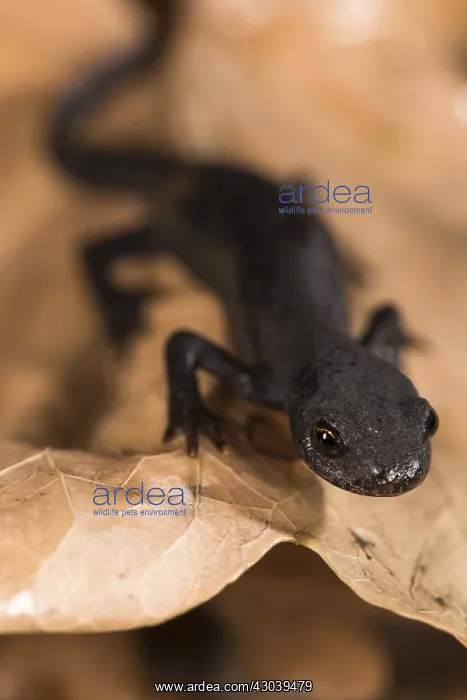  : Front view of a female of alpine newt (Ichthyosaura