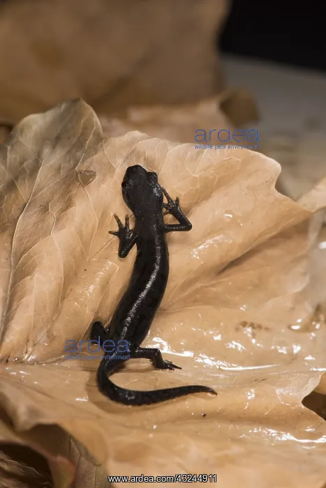 : Top view of a female of alpine newt (Ichthyosaura : Top view of a female of alpine newt (Ichthyosaura