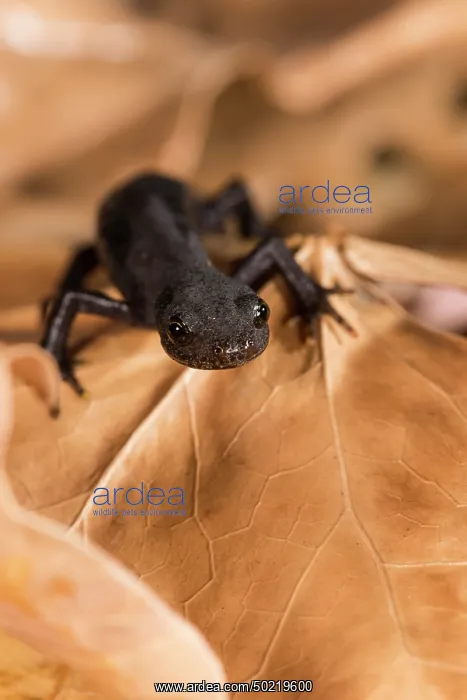 : Side view of a female of alpine newt (Ichthyosaura alpestris ssp. apuana) in terrestrial phase walking on wet leaves, Liguria, Italy : Side view of a female of alpine newt (Ichthyosaura alpestris ssp. apuana) in terrestrial phase walking on wet leaves, Liguria, Italy