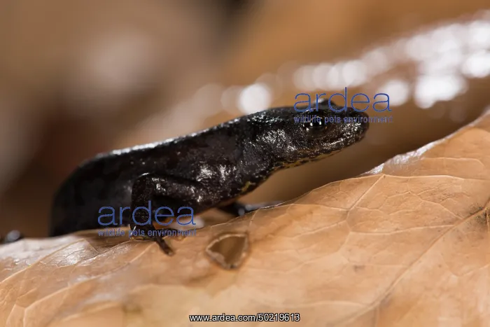 : Side view of a female of alpine newt (Ichthyosaura alpestris ssp. apuana) in terrestrial phase walking on wet leaves, Liguria, Italy : Side view of a female of alpine newt (Ichthyosaura alpestris ssp. apuana) in terrestrial phase walking on wet leaves, Liguria, Italy