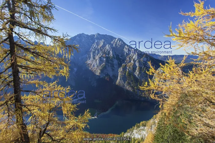 : View from Feuerpalfen to Sankt Bartholomae at Konigssee : View from Feuerpalfen to Sankt Bartholomae at Konigssee