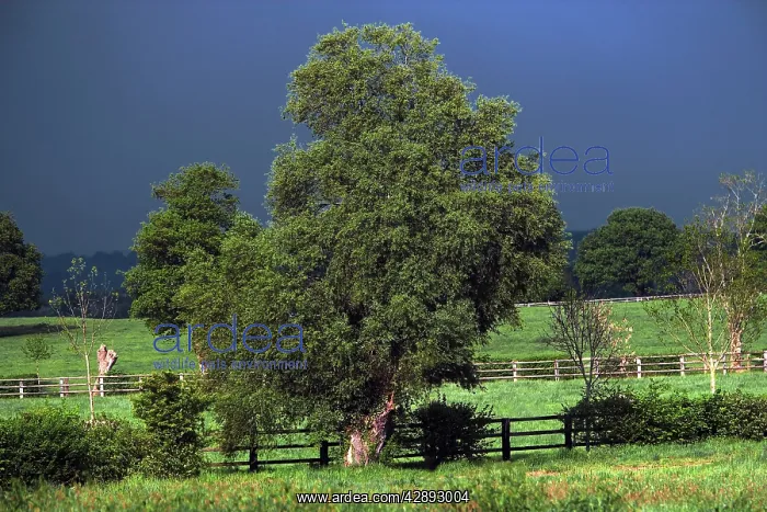 : View of fields and trees with storm clouds behind : View of fields and trees with storm clouds behind