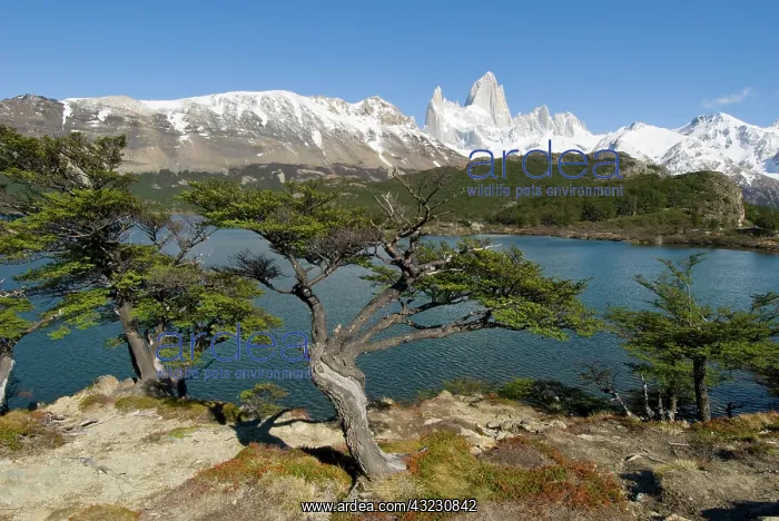  : View of Fitzroy from Lago Capri, Los Glaciares