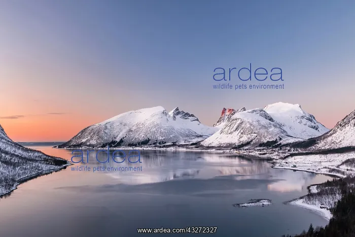 : View of fjord in evening atmosphere, Senja Island : View of fjord in evening atmosphere, Senja Island