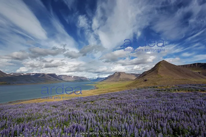 : View on fjord landscape, blue flowering Nootka lupins : View on fjord landscape, blue flowering Nootka lupins