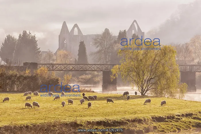 : View of flock of sheep grazing in pasture and ruins : View of flock of sheep grazing in pasture and ruins