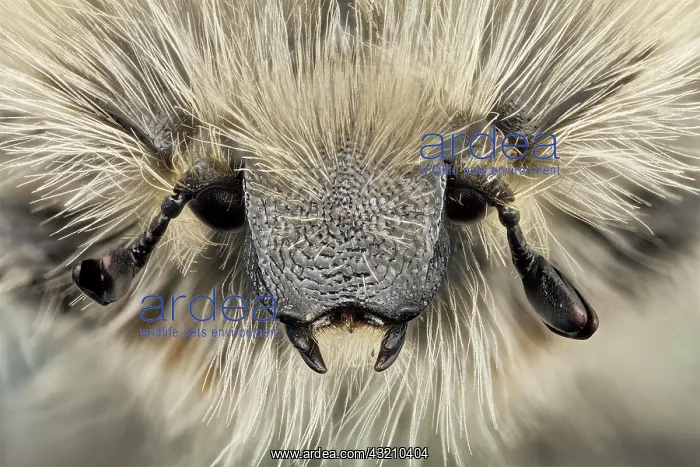 : Front view of a flower beetle, this species is c : Front view of a flower beetle, this species is c