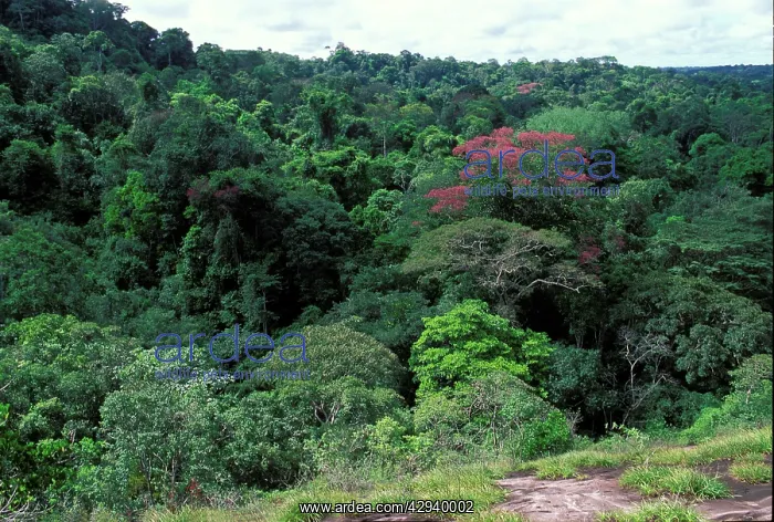 : view of a forest : view of a forest