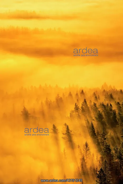 : View of forest with morning fog in warm morning : View of forest with morning fog in warm morning