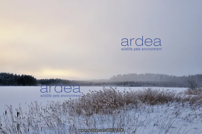 : View over the frozen lake Visj?n at dawn : View over the frozen lake Visj?n at dawn