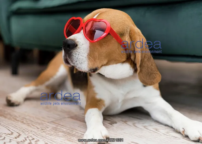 : front view funny cute dog concept : front view funny cute dog concept